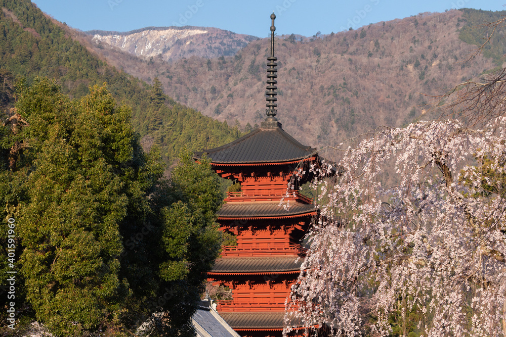 山梨県　身延山久遠寺のしだれ桜