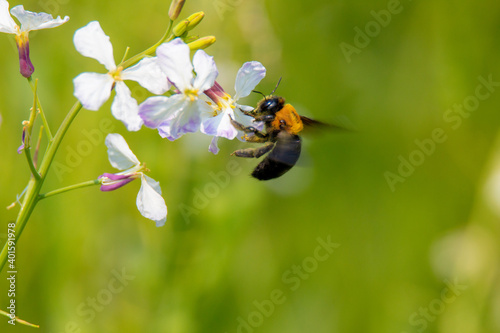 風景素材　ハマ大根の花と熊蜂 © 8maru