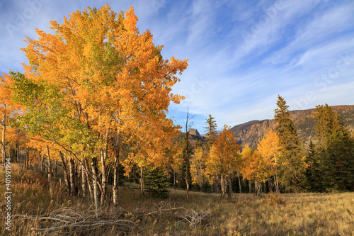 Golden Aspen Groves and Cirrus Clouds in Colorado