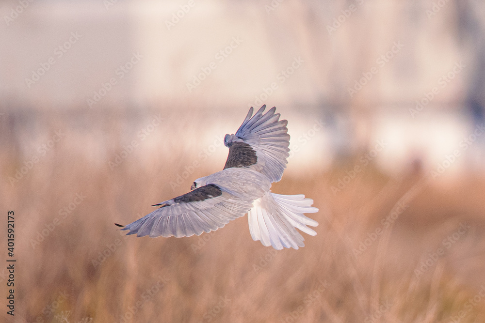Obraz premium Close-up of a white-tailed kite about to dive on a prey, seen in beautiful light in North California 