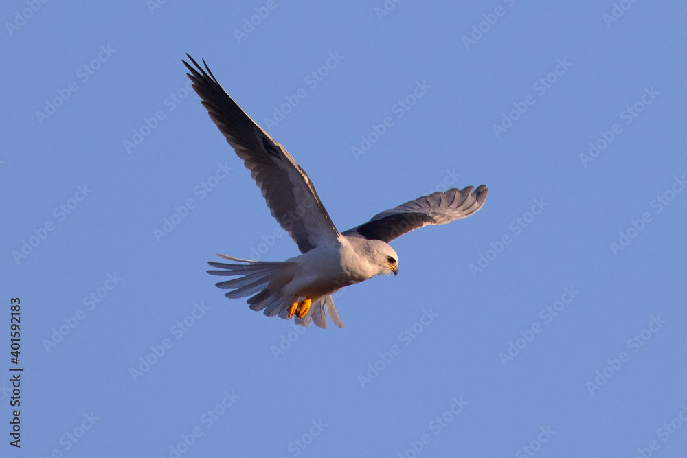 Obraz premium Close-up of a white-tailed kite about to dive on a prey, seen in beautiful light in North California 