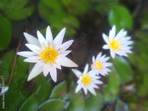 white chrysanthemum flower