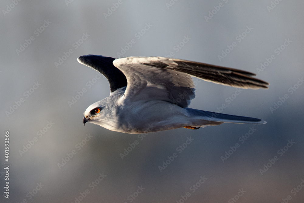 Obraz premium Close-up of a white-tailed kite flying in the wild, seen in beautiful light in North California 