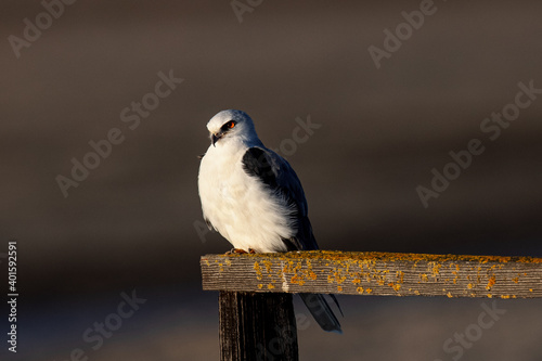 Close-up of a white-tailed perched, seen in North California  photo