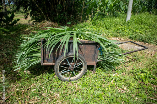 the cart was full of weeds photo