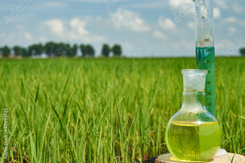 Image of a glass flask with a chemical solution on the background of young rice shoots. Glass bulb. Agrochemical solution. Chemical agent. Fertilizer. Plant protection. photo