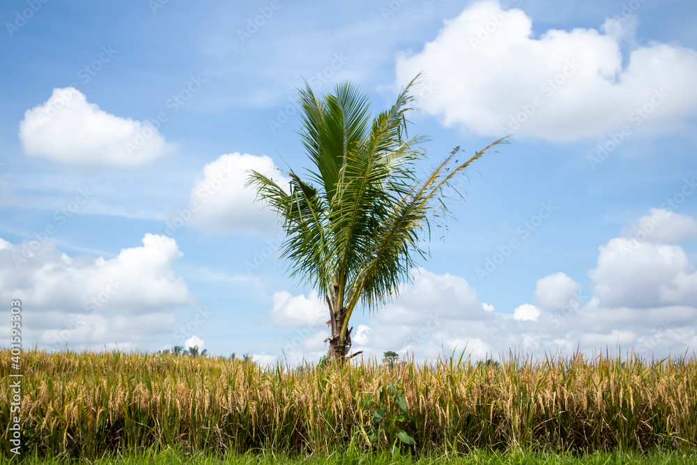 coconut tree in the middle of rice fields Stock Photo | Adobe Stock