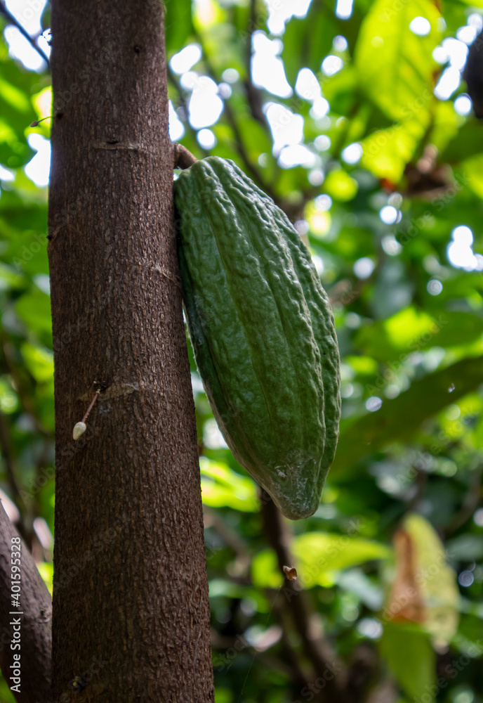 green brown fruit photo green brown fruit photo