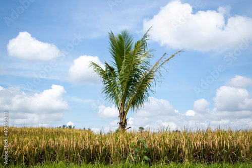 coconut tree in the middle of rice fields photo