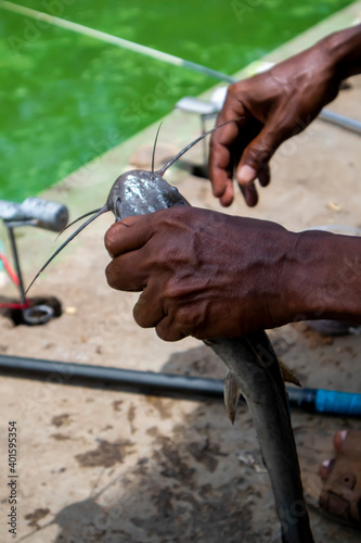 Malang, Indonesia (12-24-2020) - hand holding a catfish