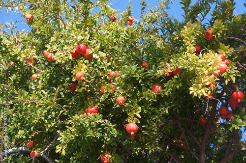 The pomegranate tree in Greece .