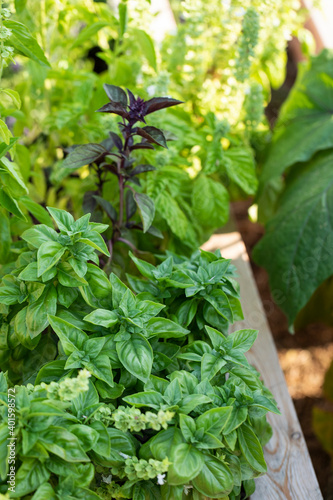 Detail of basil and herbs in a home garden