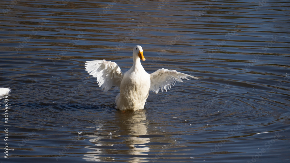 Fototapeta premium White Swan in the Lake