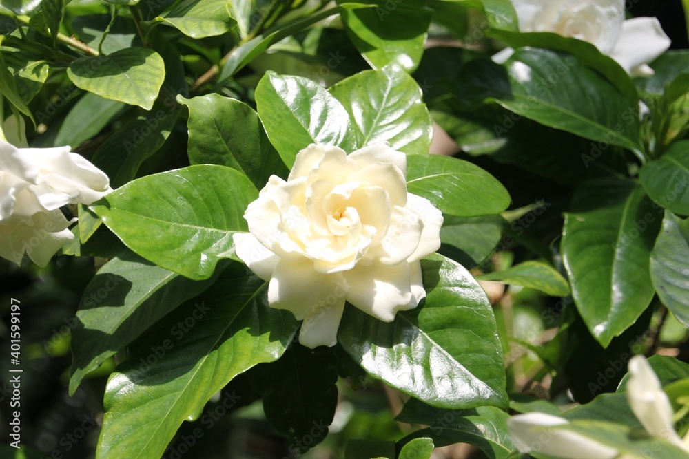 white rose in garden