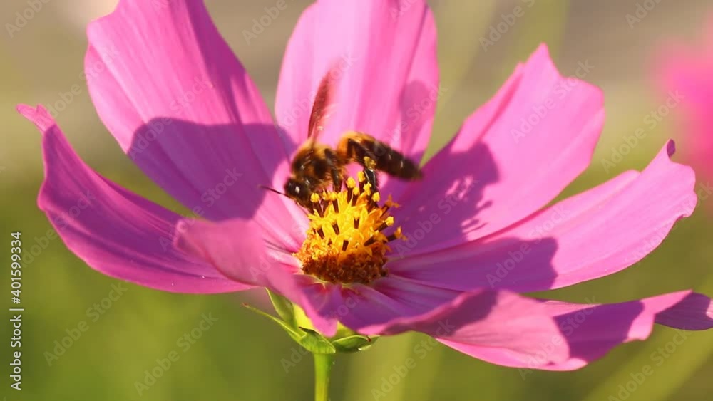 Beautiful cosmos flowers and bee in the garden, outdoor Chiangmai Thailand Beautiful cosmos flowers and bee in the garden, outdoor Chiangmai Thailand