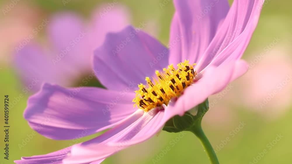 Beautiful cosmos  flowers in the garden, outdoor  Chiangmai Thailand