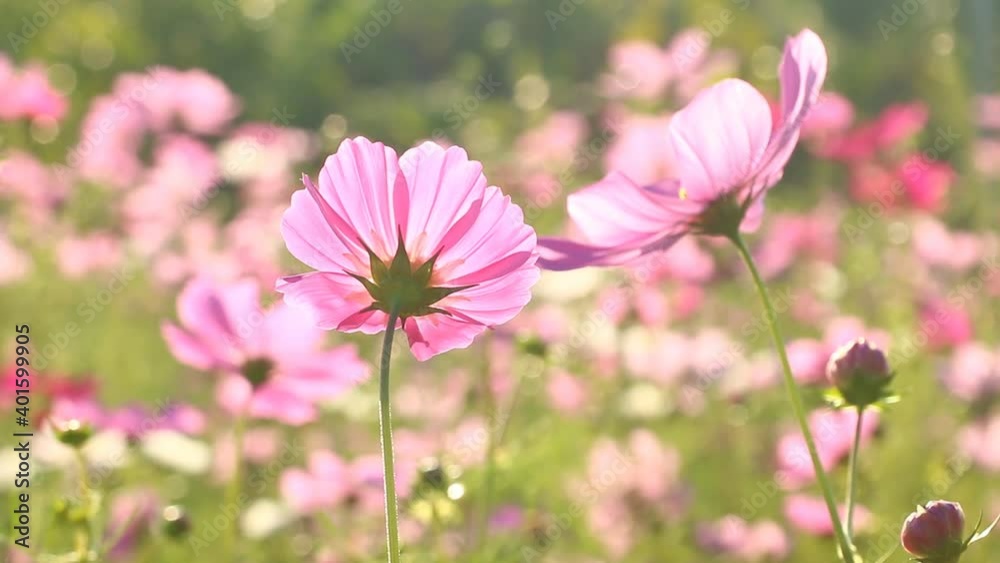 Beautiful cosmos flowers in the garden, outdoor Chiangmai Thailand Beautiful cosmos flowers in the garden, outdoor Chiangmai Thailand
