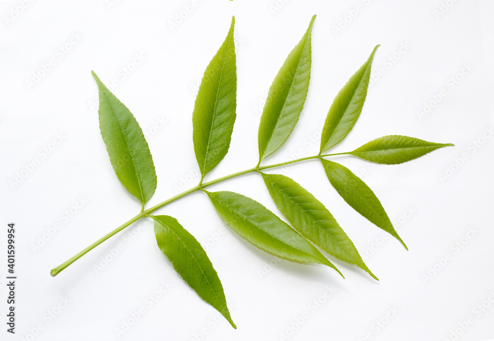 Green fresh leaf on white