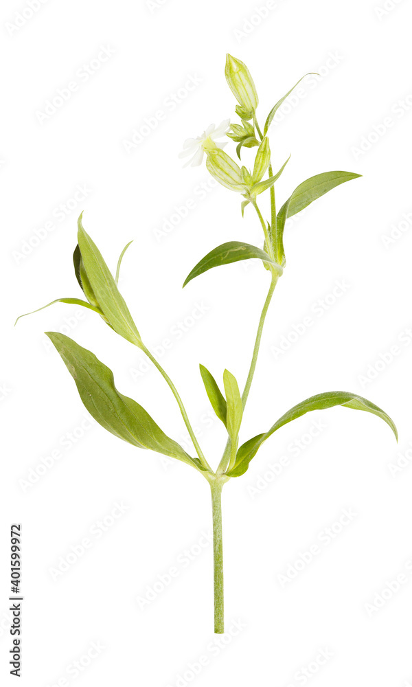 Fototapeta premium White wild flowers isolated on white