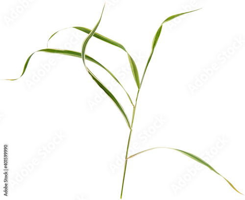 copula of grass isolated on white. Branch of grass