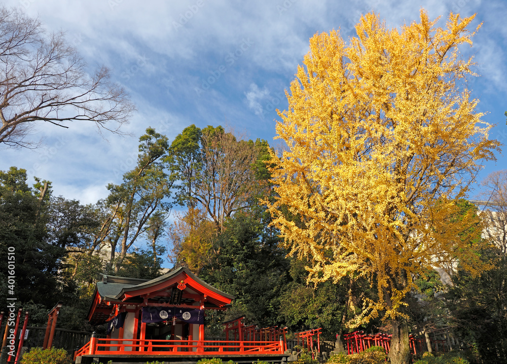 Fototapeta premium Tokyo,Japan-December 25, 2020: A big gingko tree on blue sky background 