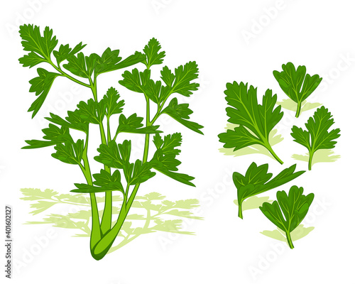 Green celery leaves vegetables vector design. Vegetable of farm for market product