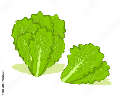Fresh lettuce vegetables vector design. Organic food for healthy