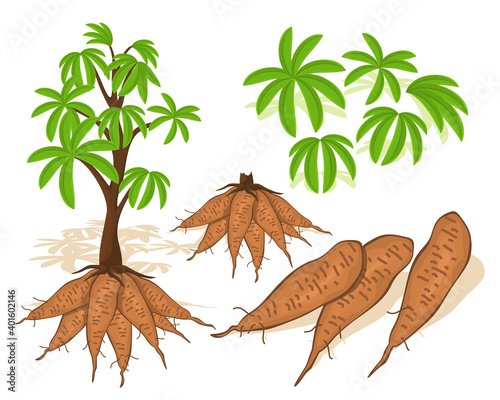 Fresh cassava vegetables with leaf. Vegetable of farm for market product. Cassava vector design photo