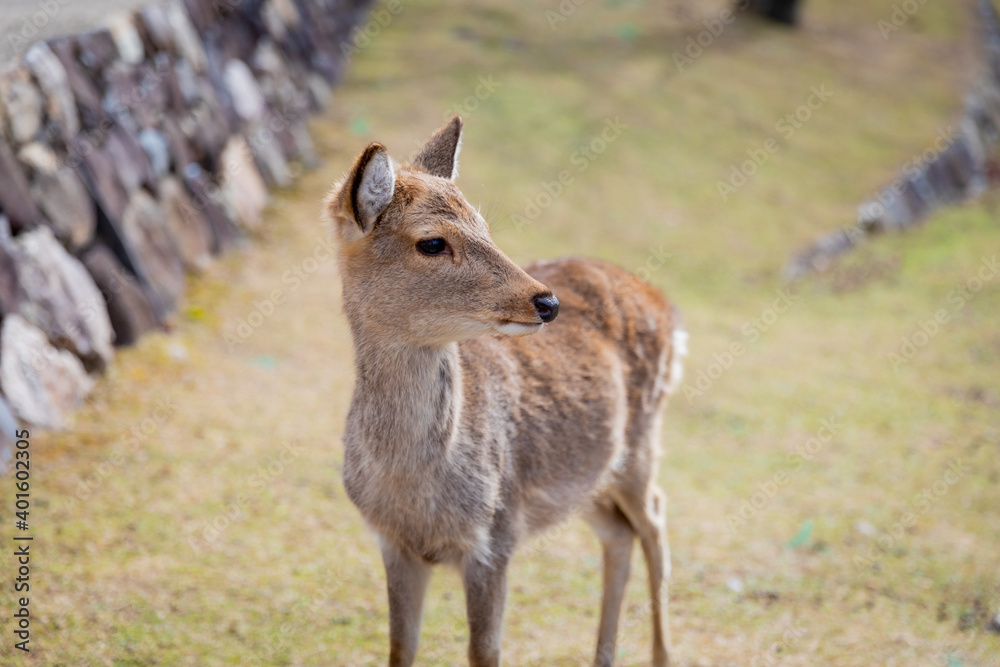 Traveling in the wonderland of the deers Traveling in the wonderland of the deers