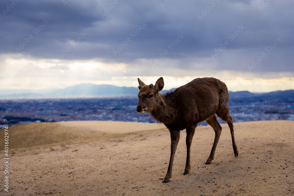 Traveling in the wonderland of the deers Traveling in the wonderland of the deers