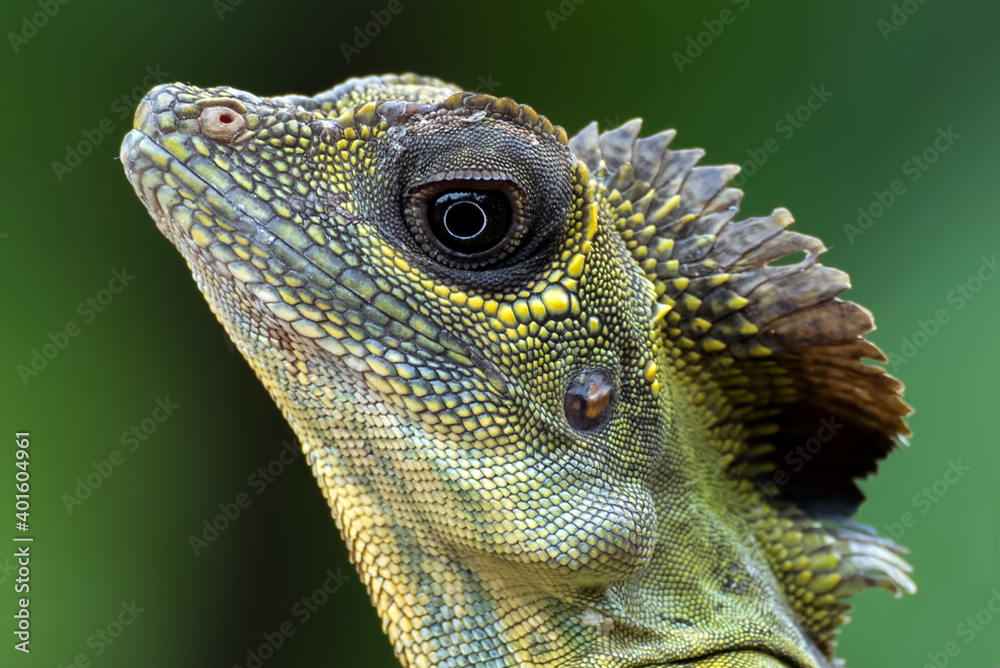 Obraz premium Angle head lizard ( Gonocephalus bornensis ) on tree trunk