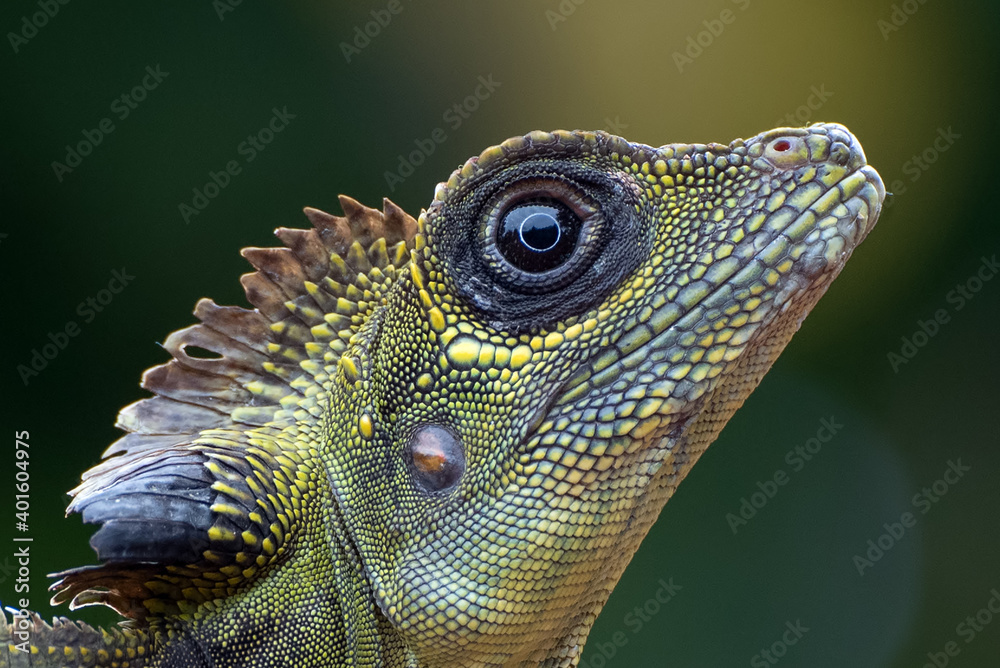 Obraz premium Angle head lizard ( Gonocephalus bornensis ) on tree trunk