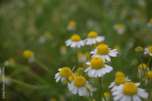 daisies in a field.