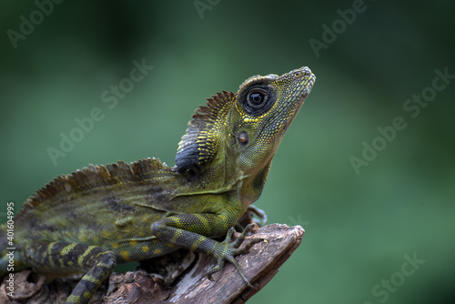 Angle head lizard ( Gonocephalus bornensis ) on tree trunk © DS light photography