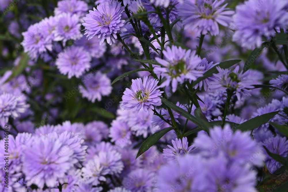 Fototapeta premium Closeup Margaret flower in the garden.