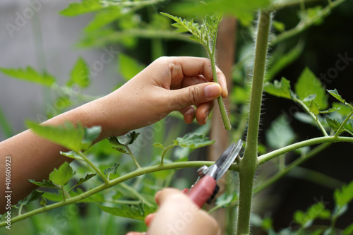 Prune the water shoots that grow between the stems and twigs of the tomato plant                     