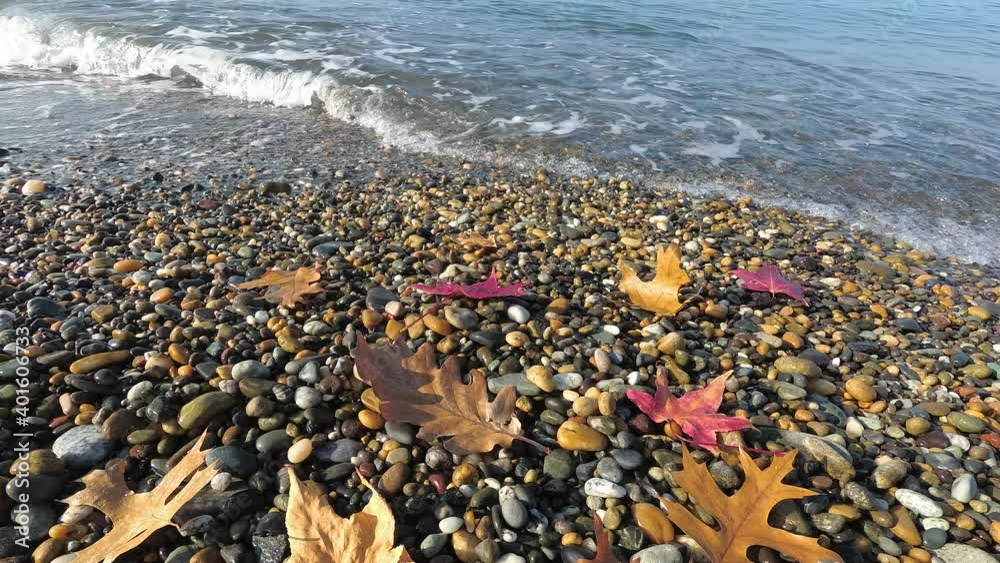 dry yellowed leaves lie on the beach. autumn beach. tide of the sea wave. water spreads over small pebbles dry yellowed leaves lie on the beach. autumn beach. tide of the sea wave. water spreads over small pebbles