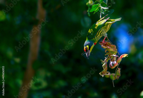 Golden bird or Coppersmith Barbet A golden-tailed bird eating a tamarind