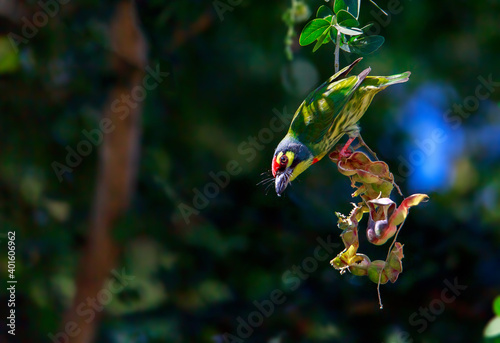 Golden bird or Coppersmith Barbet A golden-tailed bird eating a tamarind