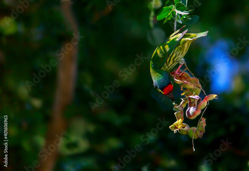 Golden bird or Coppersmith Barbet A golden-tailed bird eating a tamarind
