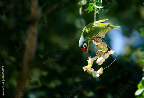 Golden bird or Coppersmith Barbet A golden-tailed bird eating a tamarind