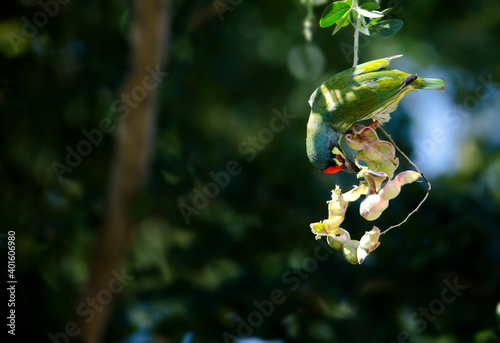 Golden bird or Coppersmith Barbet A golden-tailed bird eating a tamarind