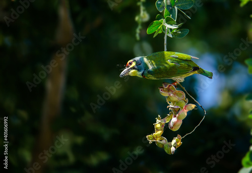 Golden bird or Coppersmith Barbet A golden-tailed bird eating a tamarind