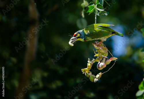 Golden bird or Coppersmith Barbet A golden-tailed bird eating a tamarind