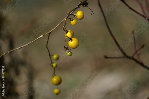 yellow berries

