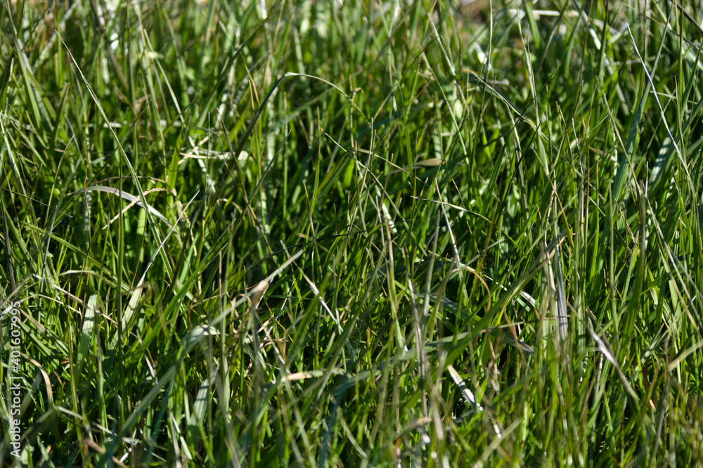 Obraz premium green grass in the sun