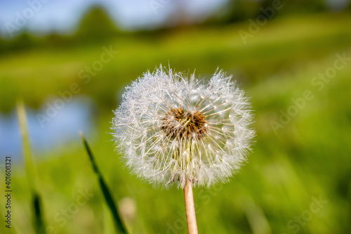 Spring dandelion playfully shimmers in glowing emerald dew drops at sunrise.