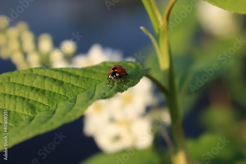 Ladybug in the foreground of a Sunny day on the foliage of a flowering tree in the Park.