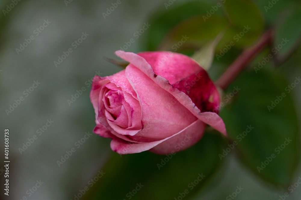 bright pink rose on a green background in the winter bright pink rose on a green background in the winter