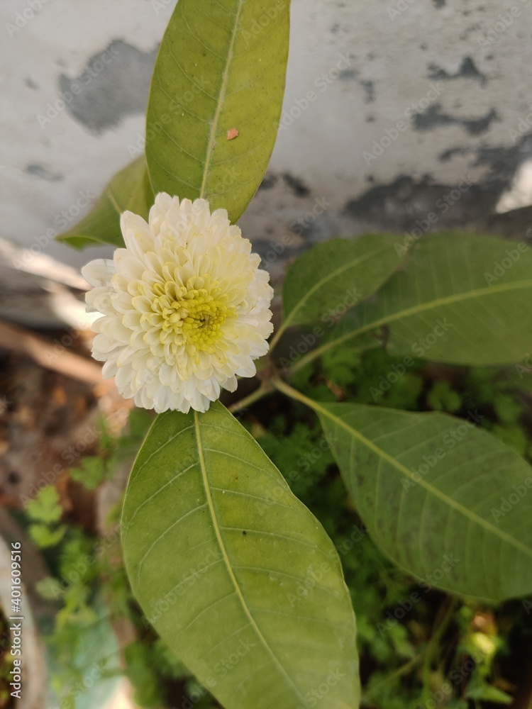 flower of a sunflower